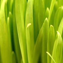 正版授权软件的网页攻击平台